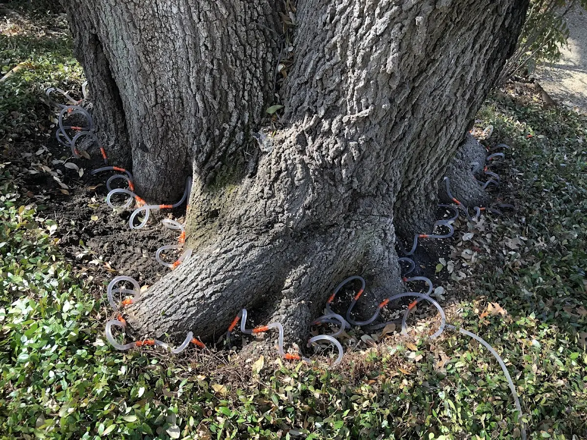 Detailed Tree Cabling and Bracing job site in Powellton