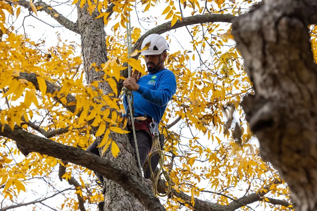 Skilled Emergency Tree Service crew working in Powellton